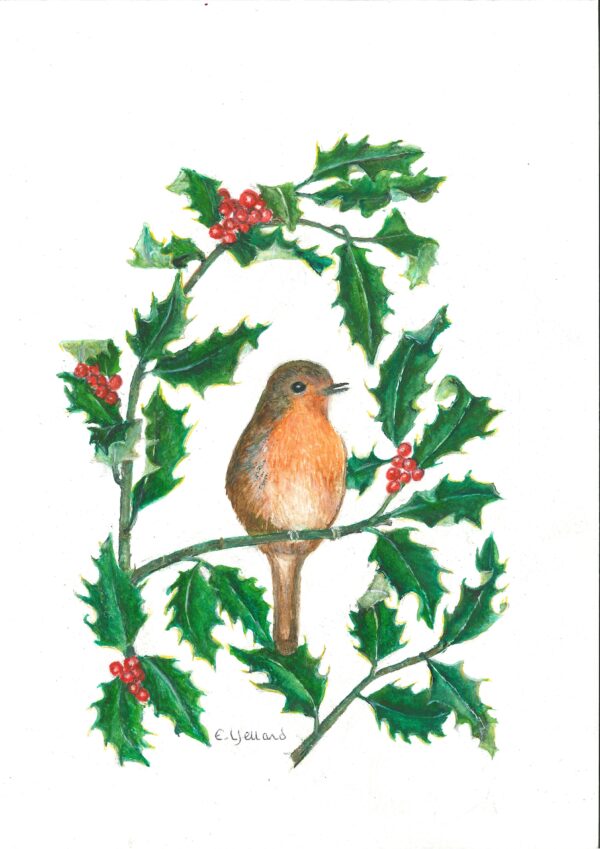 a soft pencil coloured drawing of a robin bird sitting on holly with berries dotted around in the leaves.